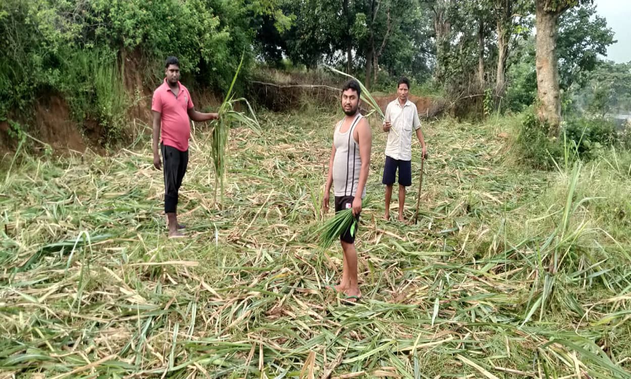हाथियों का झुंड बड़कागांव के जुगरा गांव पहुंचा, 4 घरों को किया क्षतिग्रस्त, फसलों को भी पहुंचाया नुकसान