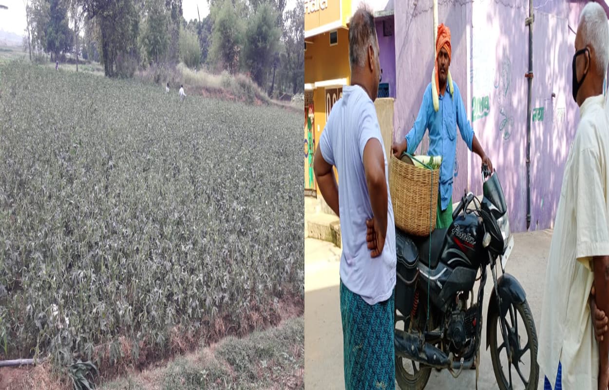 Lockdown effect : पहले खेतों से ही बिक जाती थी सब्जियां, अब गलियों में घूम- घूम कर बेचने को मजबूर किसान