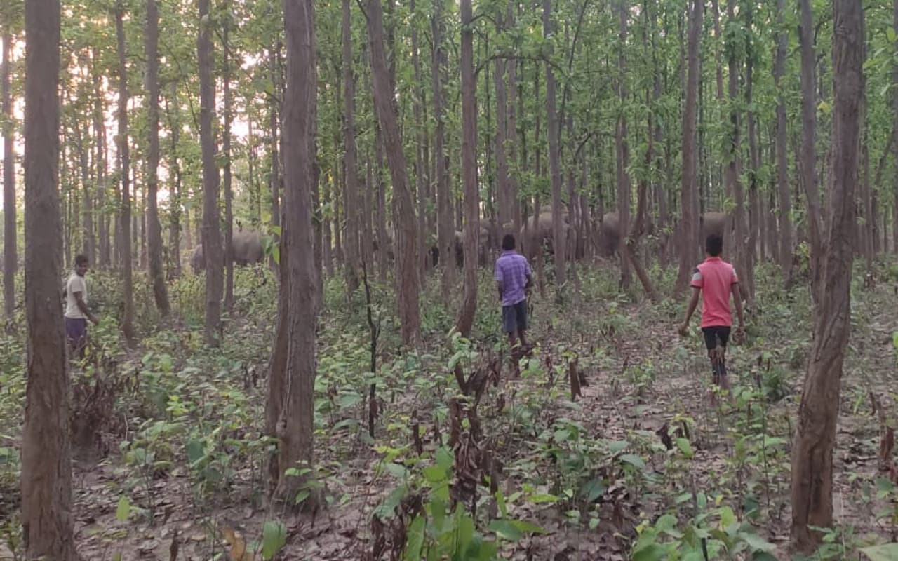 पूर्वी सिंहभूम के बरसोल में ग्रामीणों ने 70 हाथियों को खदेड़ा, पश्चिम बंगाल के वन क्षेत्र में किया प्रवेश