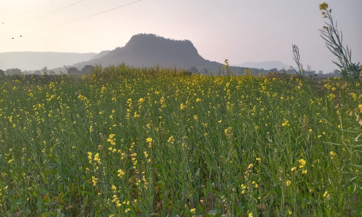 Basant Panchami 2021 : बसंत पंचमी से बसंती हवाएं भी लगती है इतराने, मौसम होने लगा सुहाना