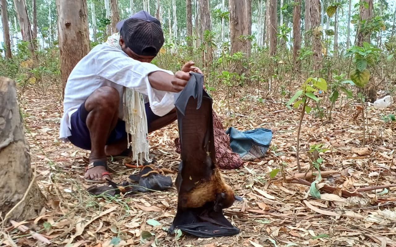 झारखंड : लातेहार में चमगादड़ का धड‍़ल्ले से हो रहा शिकार, नहीं लग रहा अंकुश