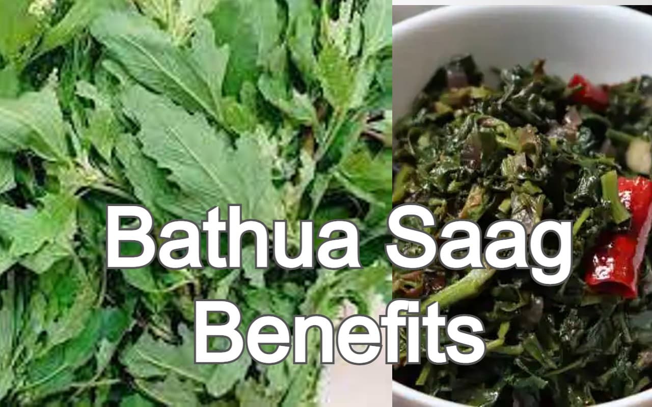 बथुआ साग खाने के हैं कई फायदे, सेहत संबंधी इन समस्याओं के उपचार में मिलती है मदद, पढ़ें एक्सपर्ट टिप्स