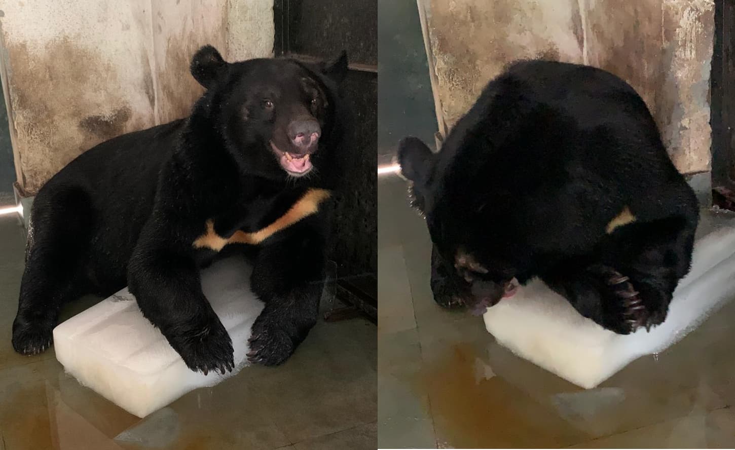 बंगाल सफारी पार्क में बर्फ से खेलते भालू को देखिए...