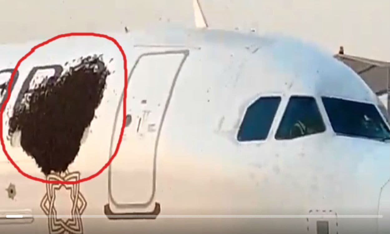 कोलकाता एयरपोर्ट में मधुमक्खियों ने रोकी 2 विमान की उड़ान, सुरक्षाकर्मियों को करनी पड़ी काफी मशक्कत