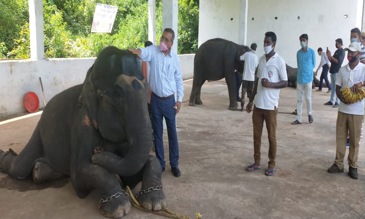 बेतला में जूही, सीता, कालभैरव की खूब हुई खातिरदारी, परोसे गये पौष्टिक आहार