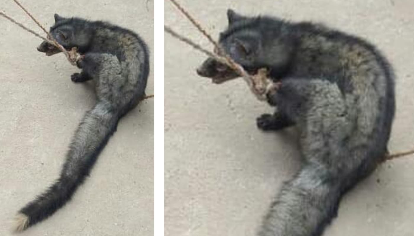 EXCLUSIVE PICS: कब्र खोदकर मुर्दे का मांस खाने वाला जंगली जानवर ‘बिज्जू’ पहुंचा हजारीबाग के इस गांव, मचा हड़कंप