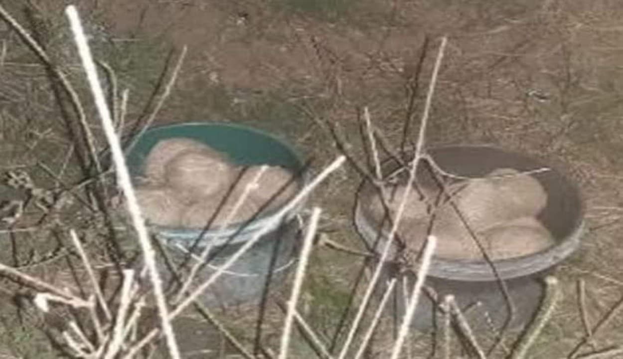 बीरभूम के नानूर में सोमवार तड़के तीन बाल्टियों में बम मिलने से हड़कंप, मौके पर बम निरोधक दस्ता पहुंचा