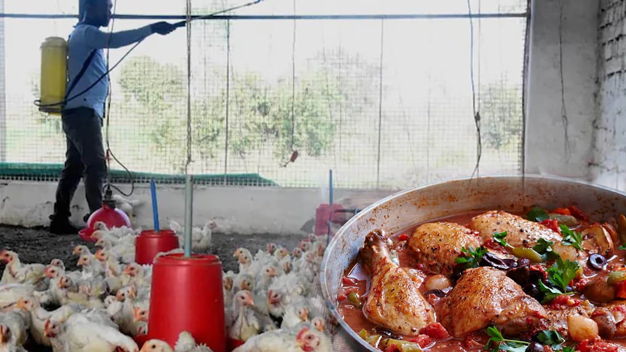 Bird Flu Symptoms, Causes, Precautions: बर्ड फ्लू के दौरान भी ऐसे खा सकते हैं अंडे व चिकेन, जानें इसके लक्षण और बचाव के उपाय