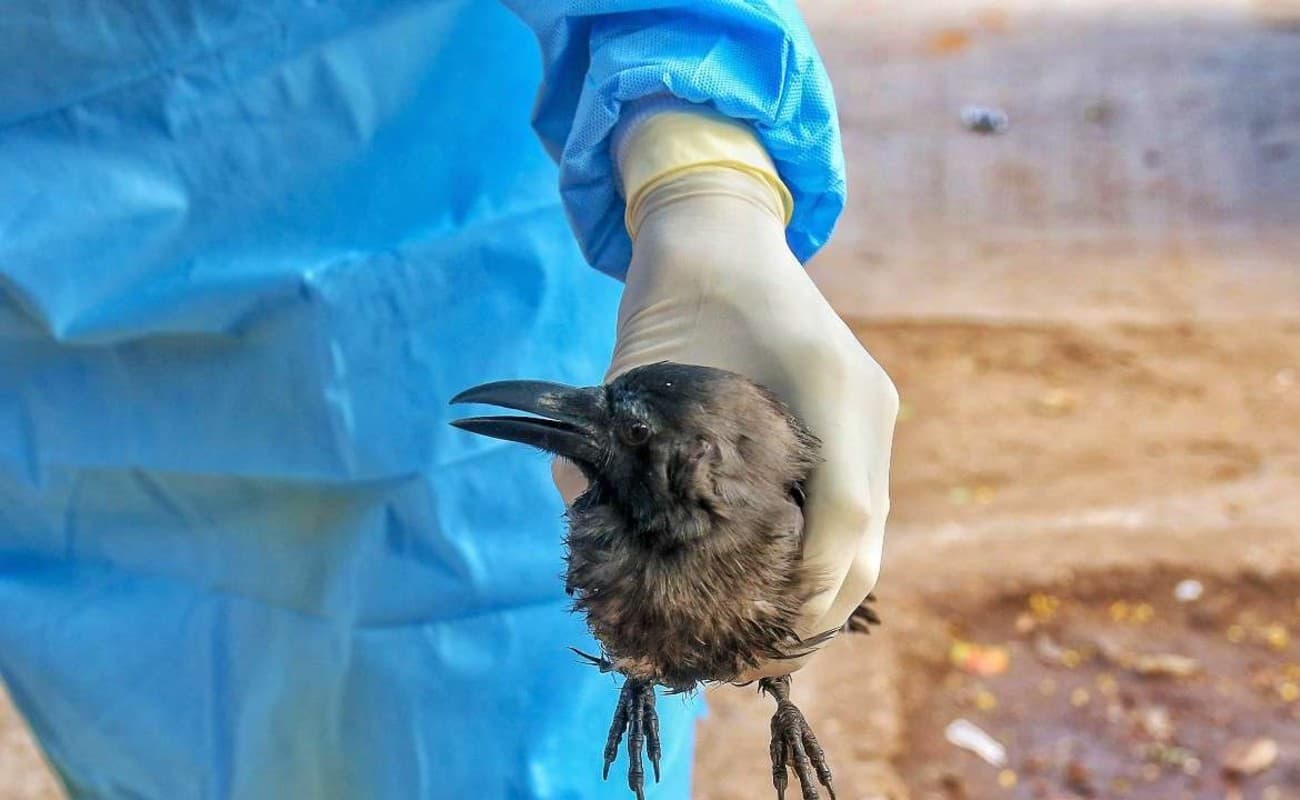 West Bengal News: बर्ड फ्लू को लेकर स्वास्थ्य विभाग ने जारी की एडवाइजरी, निगम को जानकारी नहीं