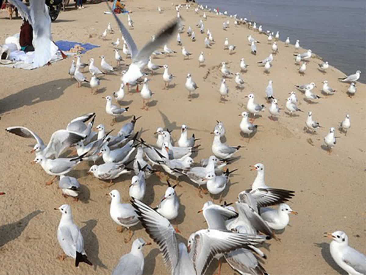 देश के छह राज्यों में बर्ड फ्लू की पुष्टि, दिल्ली-एनसीआर में 100  कौवों की मौत से मचा हड़कंप