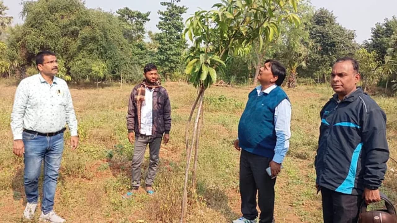 बिरसा हरित ग्राम योजना : झारखंड के किसानों की बदल रही जिंदगी, जानें कैसे उठाएं लाभ बिरसा हरित ग्राम योजना : झारखंड के किसानों की बदल रही जिंदगी, जानें कैसे उठाएं लाभ