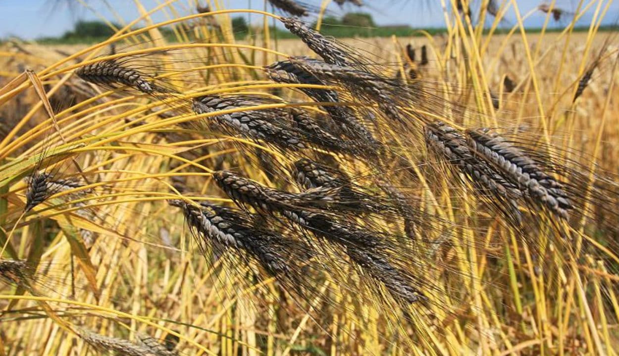 Black Wheat Sowing Time : 'काला गेहूं' किसानों और डायबिटीज रोगियों के लिए है रामबाण, घर में बरसेगा 'सोना', जानिए कैसे...?