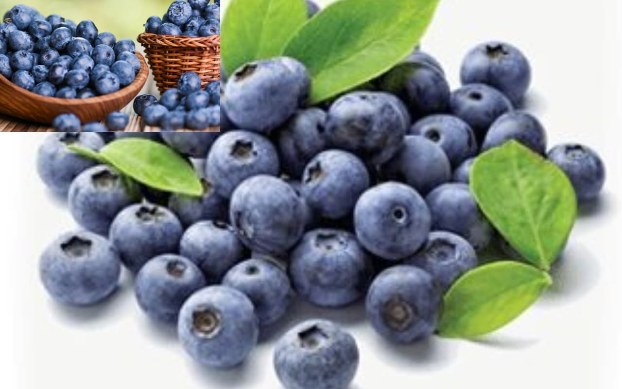 Blueberries benefits: ब्रेन हेल्थ के लिए कैसे फायदेमंद है ब्लूबेरी ? जानें इसके फायदे