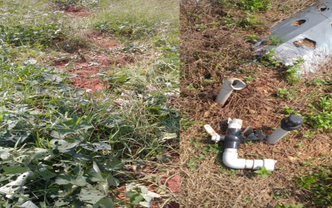 बोकारो के कंडेर में हाथियों ने शकरकंद समेत कई सब्जियों को रौंदा, किसानों को लाखों का नुकसान