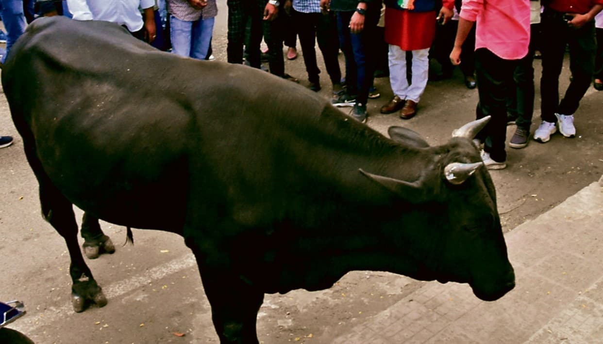 गोरखपुर में  सांड के हमले से सेवानिवृत्त शिक्षक की हुई मौत, एक महिला घायल