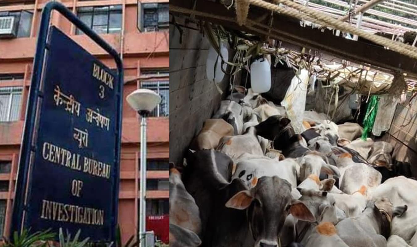 Cattle Smuggling: मवेशी तस्करी में करोड़ों का लेन-देन, एनामुल के खुलासे पर CBI ने कोलकाता में TMC नेता विनय मिश्रा के खिलाफ की कार्रवाई