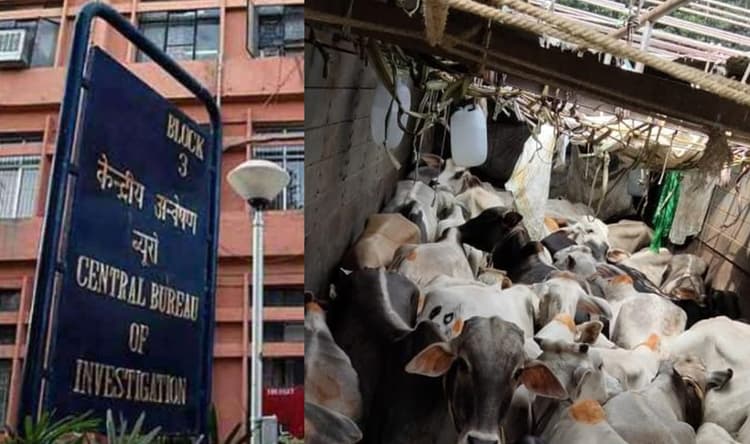 Cattle Smuggling: मवेशी तस्करी में करोड़ों का लेन-देन, एनामुल के खुलासे पर CBI ने कोलकाता में TMC नेता विनय मिश्रा के खिलाफ की कार्रवाई