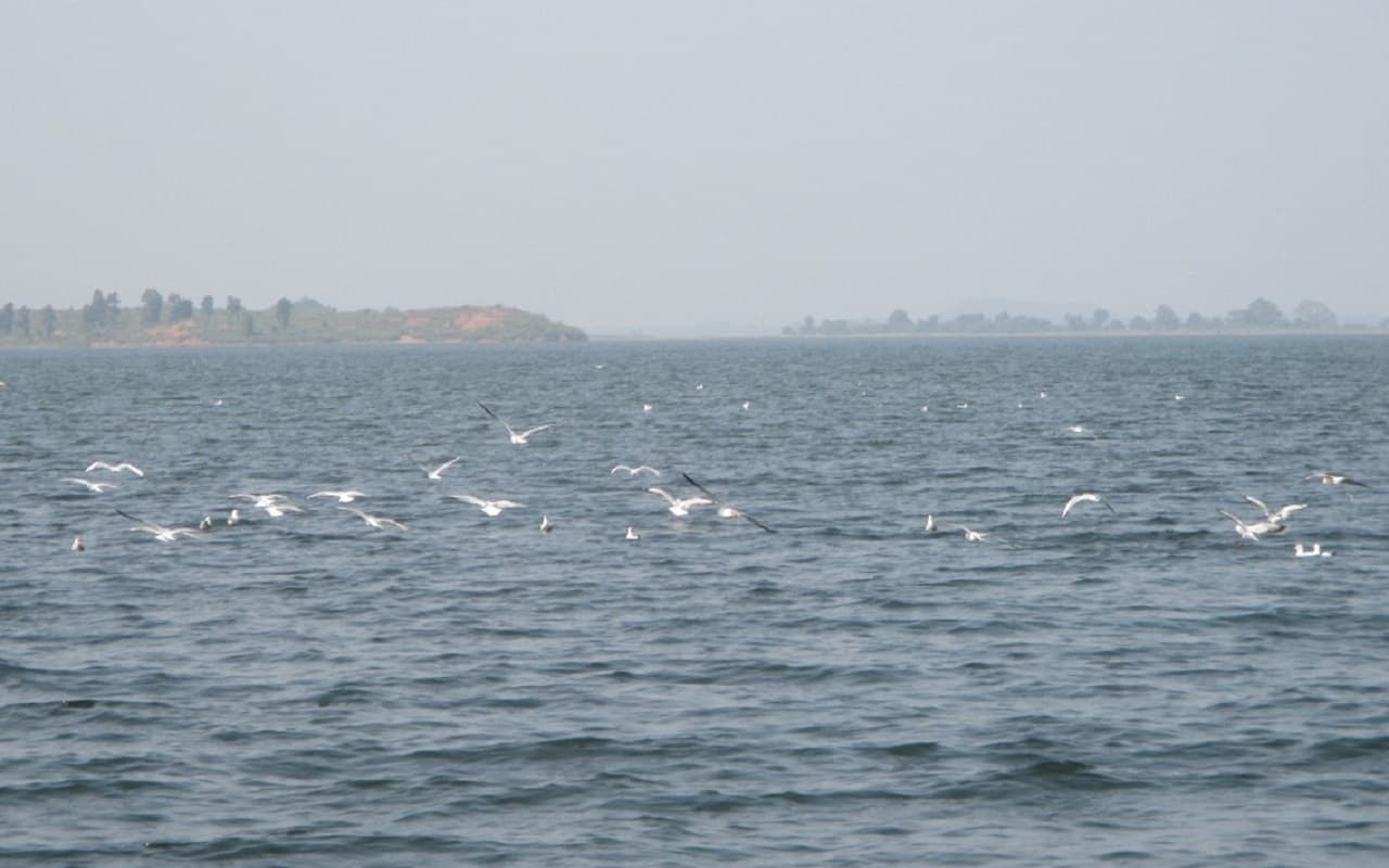 सर्दी की दस्तक के साथ झारखंड के चांडिल डैम में सैलानियों का मन मोहने लगे मेहमान परिंदे, देखिए तस्वीरें