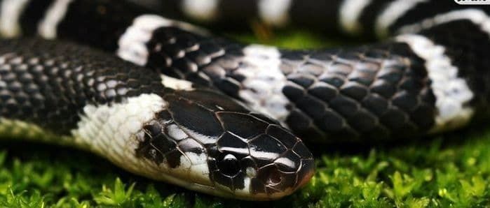 Hathras News: हाथरस में सांप के डंसने से बाबा-नातिन की मौत, बारिश में ऐसे रखें अपना और परिवार का ख्याल