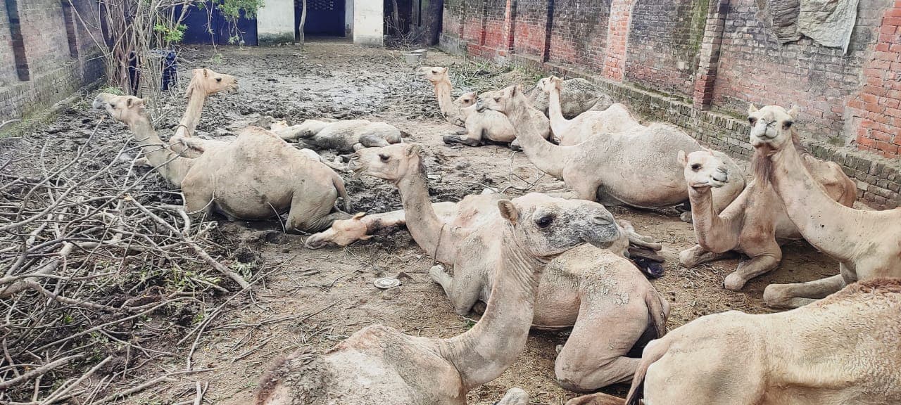 तस्‍करों से छुड़ाये गए 16 ऊंटों को वाराणसी से राजस्‍थान भेजने के आदेश, जानें क्‍या है पूरा मामला