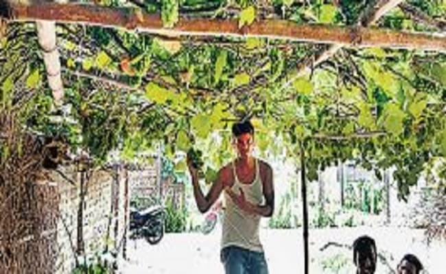 माेतिहारी में अंगूर की खेती से अच्छी कमाई कर रहे किसान, हिमाचल से लौटे युवा ने की शुरुआत