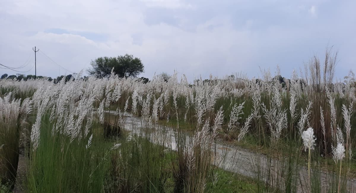 Jharkhand News : कास के फूल से लहलहाते सरायकेला-खरसावां के कई इलाके, मागे नृत्य में होता है उपयोग