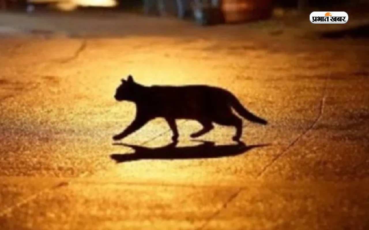 Jyotish Vidhya: शुभ भी होता है बिल्ली का रास्ता काटना ? ये बातें आपको कर सकती है हैरान