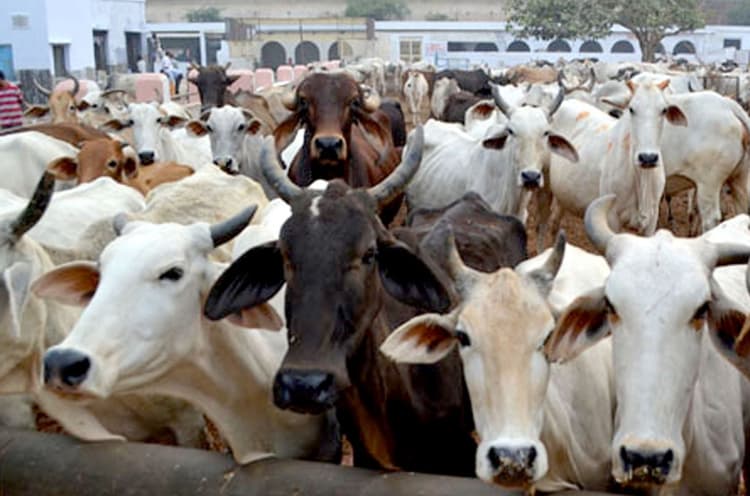 बिहार में अब पशुओं से अत्याचार करने वालों की खैर नहीं, मवेशी तस्करी पर भी एक्शन में सरकार