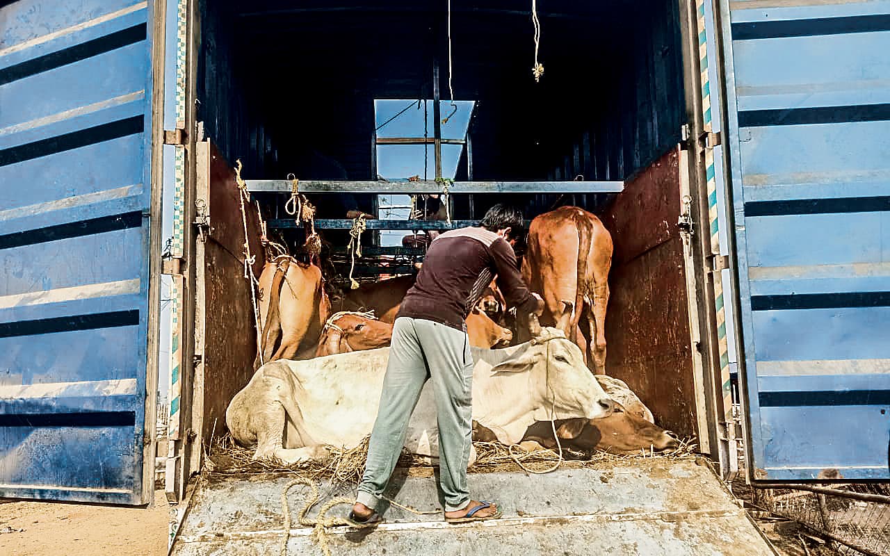 चतरा में मवेशी लदा तीन कंटेनर जब्त, चालक गिरफ्तार