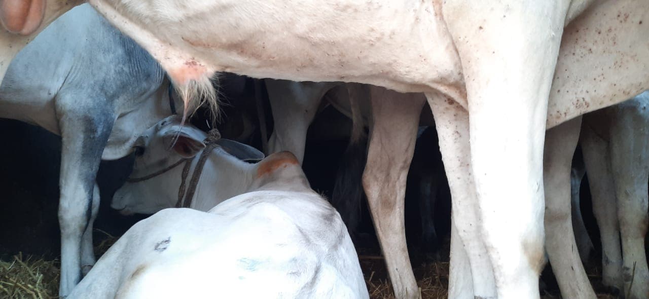 मवेशियों से भरा ट्रक जब्त, औरंगाबाद से बंगाल भेजे जा रहे थे गोवंश