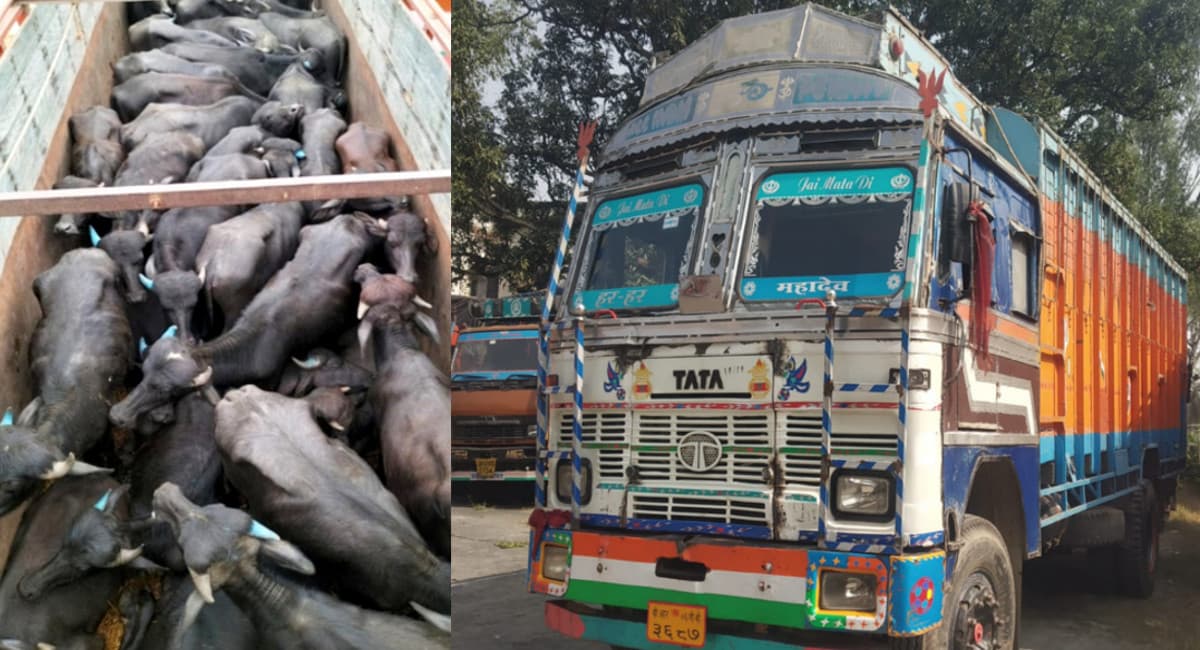 बिहार- झारखंड के रास्ते बंगाल में पशु तस्करी का खेल, हजारीबाग के बरकट्ठा व गोरहर में 2 ट्रक सहित 61 मवेशी जब्त