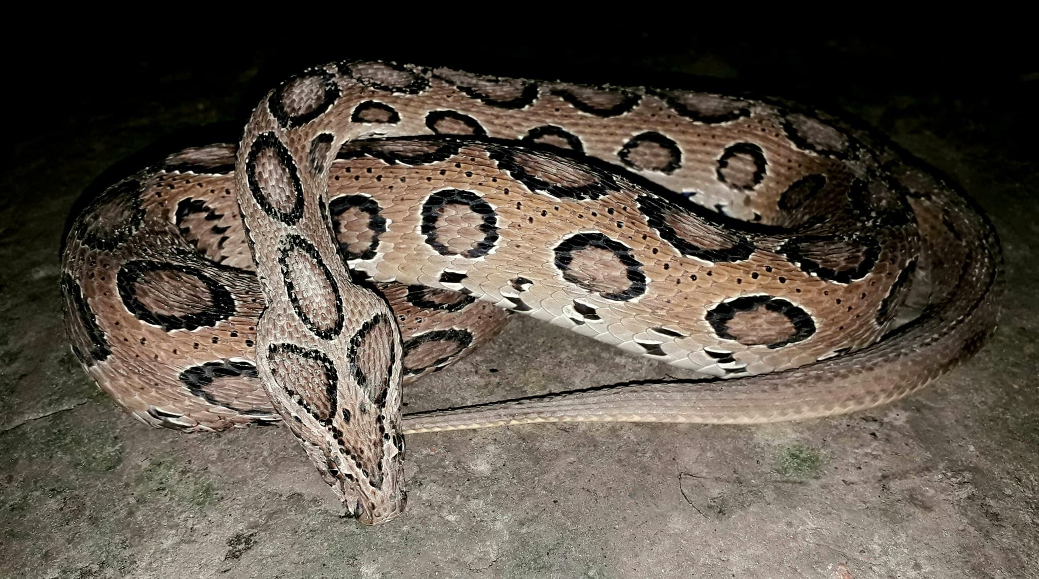 रोहतास में दो किशोरियों को सांप ने डसा, झाड़ फूंक के लिए ले गए ग्रामीण, नहीं बच पाई जान