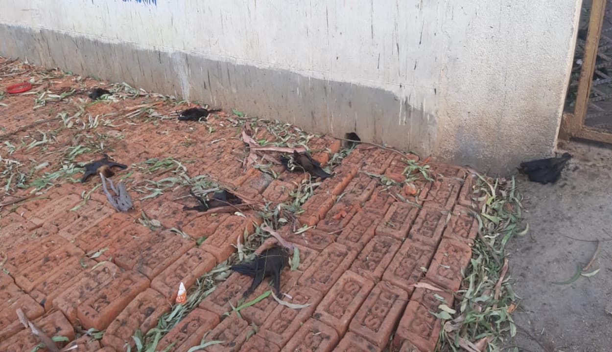 भीषण गर्मी से दर्जनों चमगादड़ तोड़ रहे दम