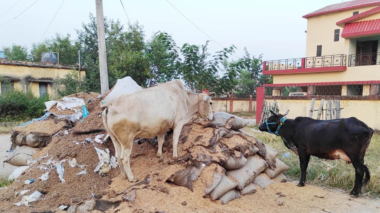 Jharkhand News: चतरा में किसानों का 245 क्विंटल धान सड़ा, FCI केंद्र के बाहर पड़े अनाज को पशु बना रहे निवाला