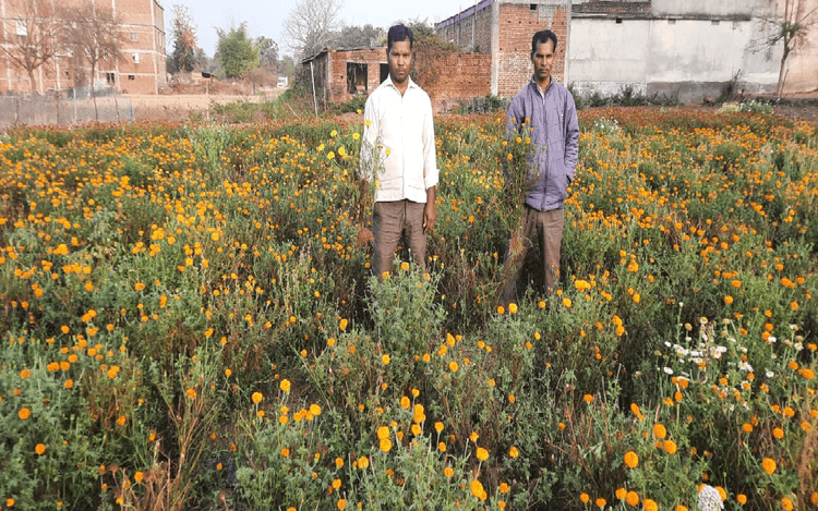 बेमौसम बरसात से बर्बाद हुए जीवन में बहार लाने वाले फूल, आर्थिक तंगी की चिंता में डूबे मालाकार