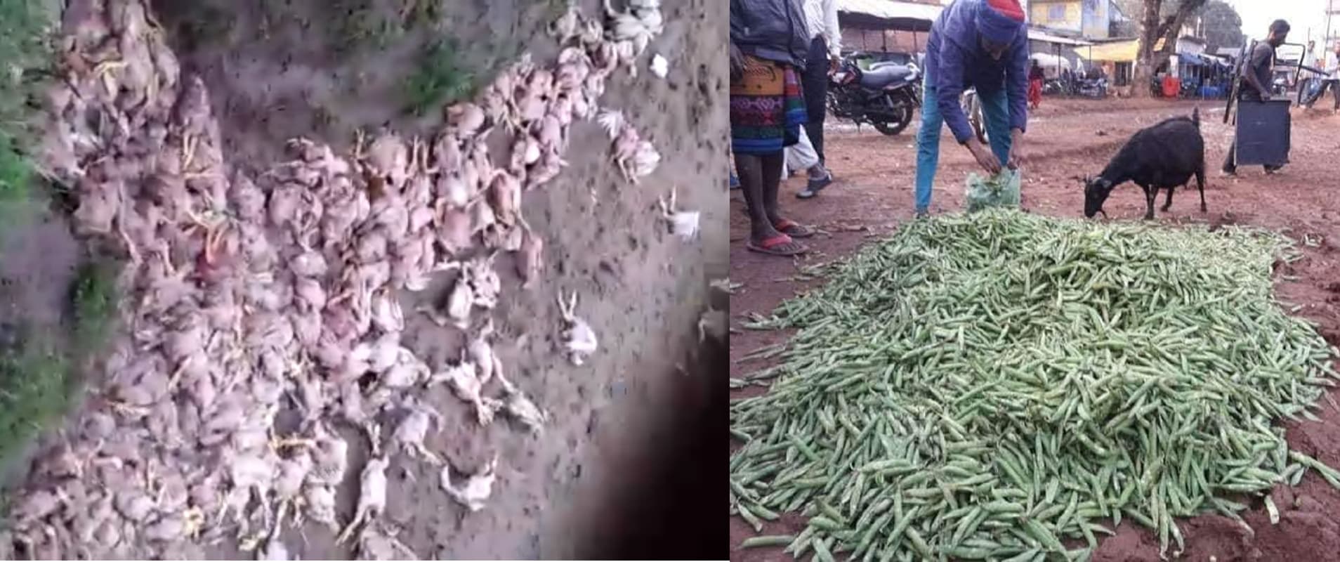 झारखंड में कोरोना और मौसम की मार, गढ़वा में कोयल नदी के किनारे फेंके हजारों चिकन, तो रांची में सड़क पर फेंके मटर