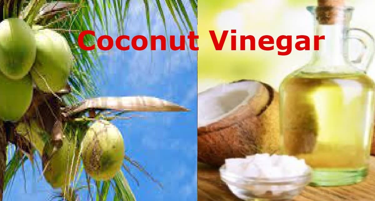 Coconut Vinegar: कोकोनट विनेगर क्या है? इसके हेल्थ बेनिफिट्स के बारे में जानें