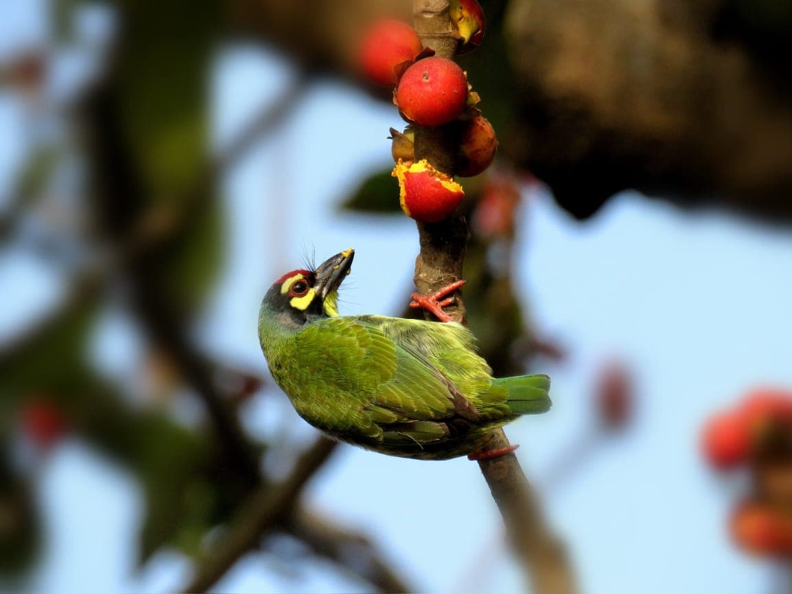 लॉकडाउन से प्रकृति को मिली संजीवनी, पर्यावरण में आया सुधार, तो दिखने लगे दुर्लभ पक्षी