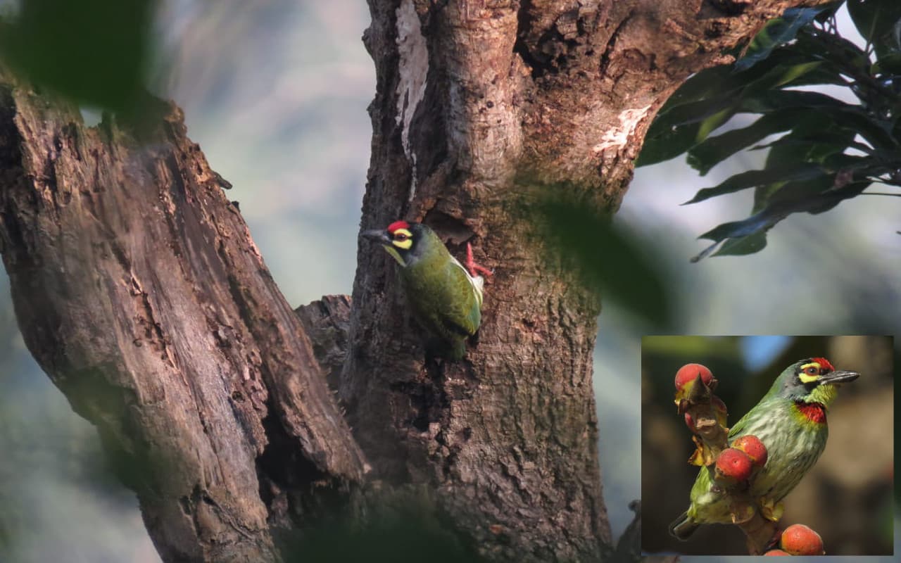 झारखंड : खरसावां-कुचाई में बढ़ी ठठेरा पक्षी की चहचहाहट, ठुक-ठुक की आवाज से लोगों को कर रही आकर्षित