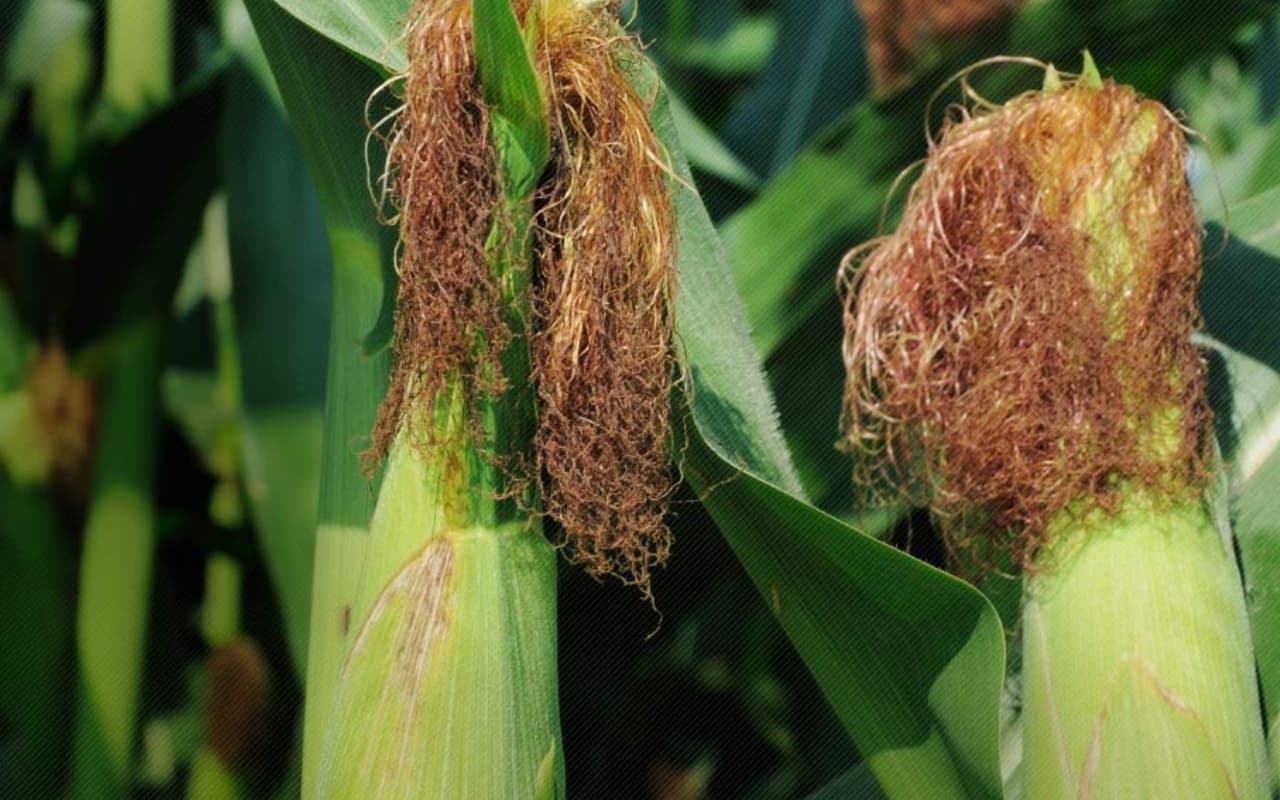 देवघर : बारिश से पहले नहीं हो पाया मकई का वितरण, किसानों को मुफ्त में दिया जाना था बीज