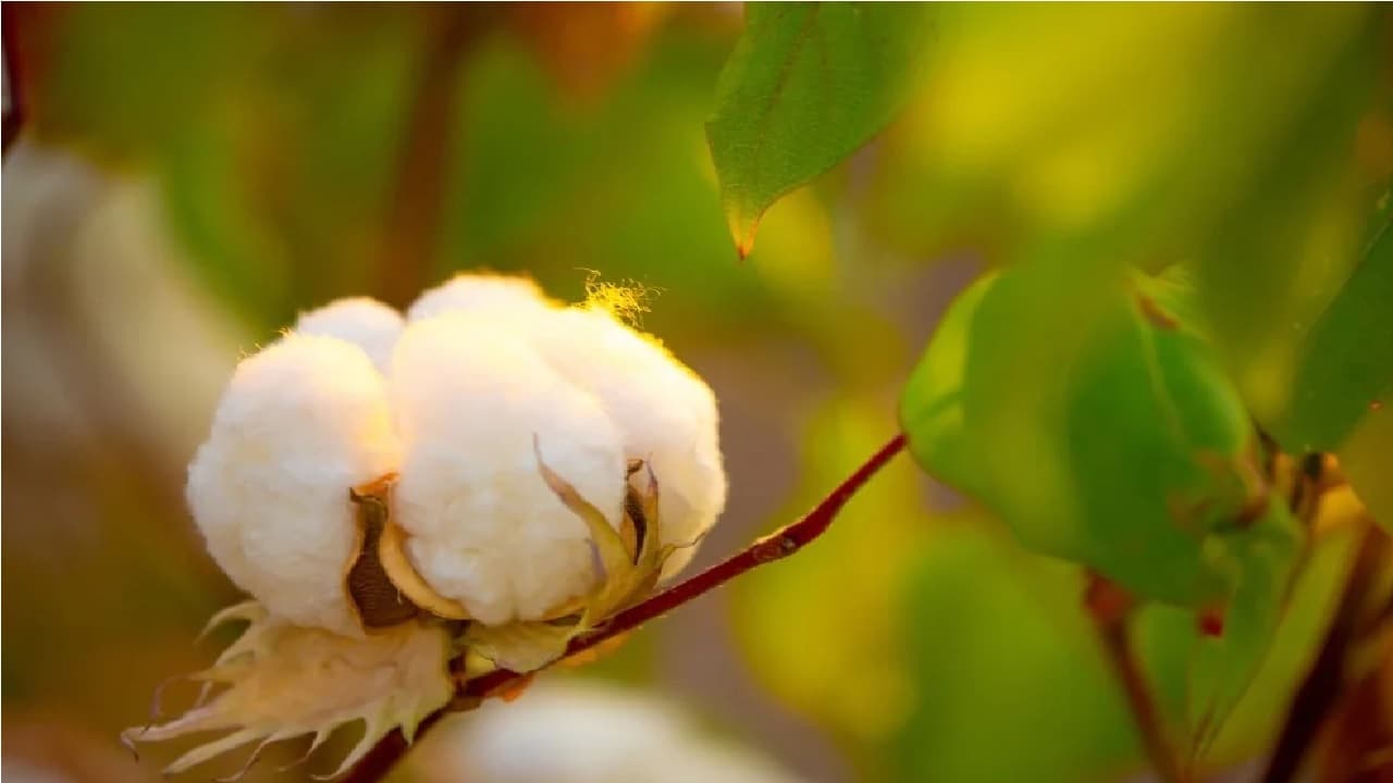 रूई और समुद्र के पानी से बनेगी इलेक्ट्रिक वाहनों की बैटरी, खत्म होगा चीन के दबदबा