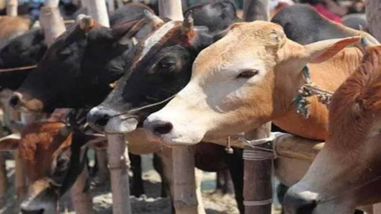डेयरी निदेशालय में खुलेगा झारखंड का पहला गिर गाय का फॉर्म