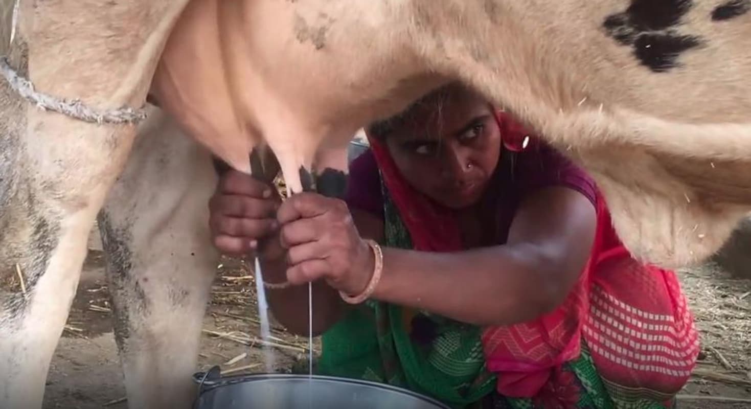 Corruption in Scheme: झारखंड में 90 फीसदी अनुदान पर गाय वितरण योजना में भ्रष्टाचार का खुलासा, सरकार ने योजना पर लगायी रोक