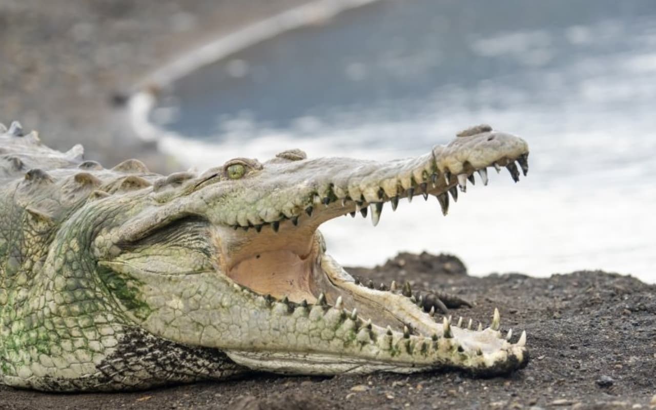 Crocodile Virgin Birth: बिना fertilization मगरमच्छ का जन्म, साइंस की हिस्ट्री बुक के लिए पहला मामला, जानें