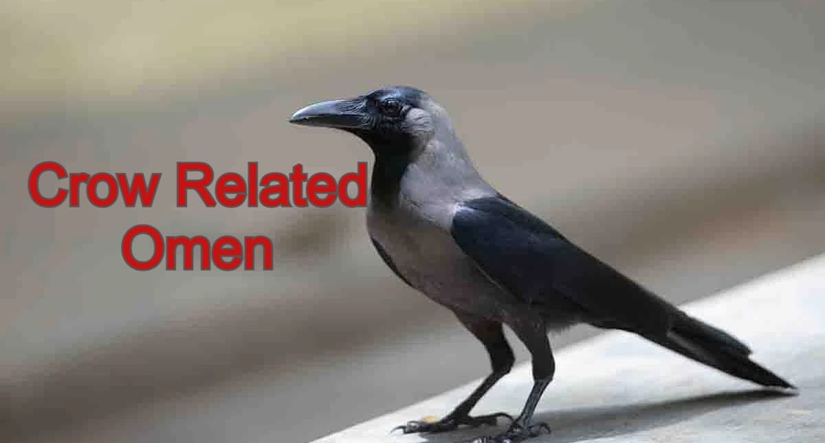 Crow Related Omen: शकुन शास्त्र के अनुसार जानें कौआ से जुड़े शुभ और अशुभ संकेत