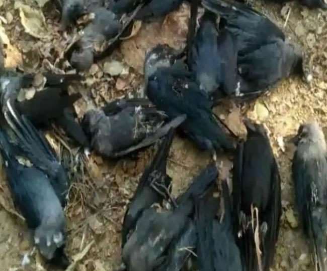 Bird Flu : हवा में मर कर घरों में भी गिर रहे हैं कौवे, मच गया हड़कंप