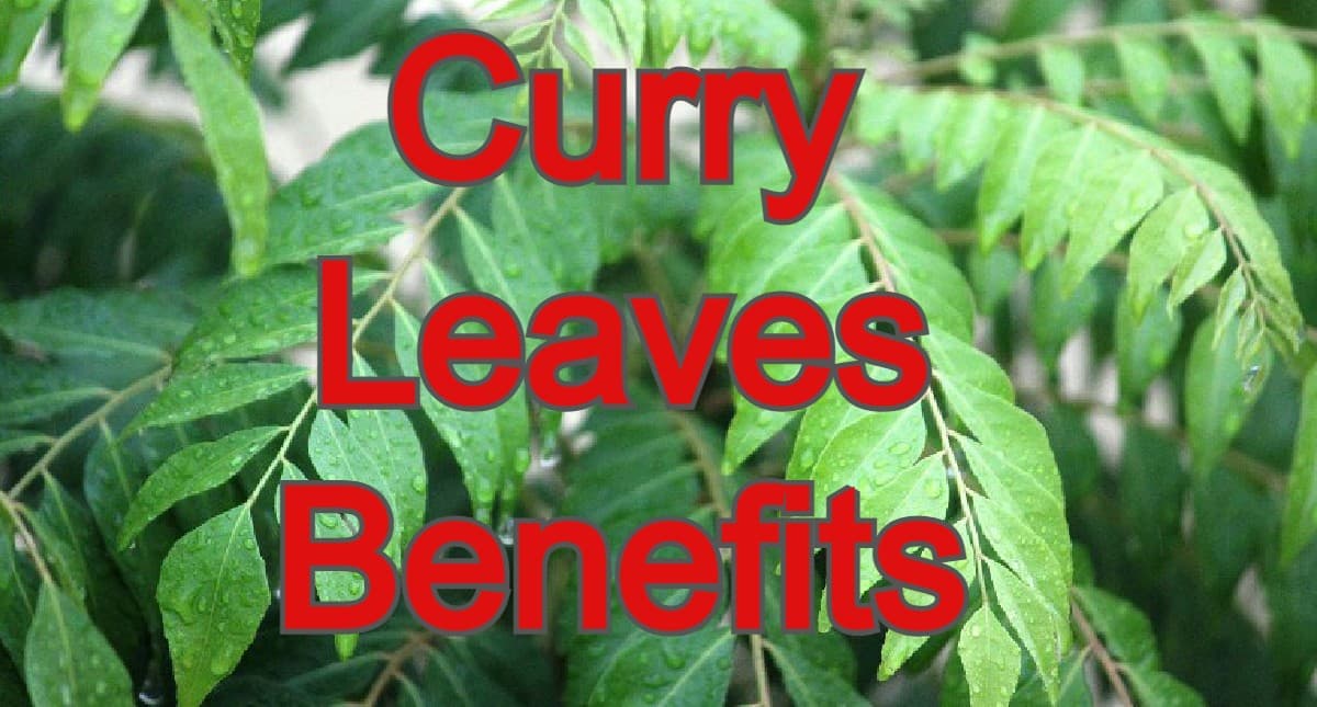 Curry Leaves Benefits:व्यंजनों में स्वाद-सुगंध बढ़ाने के साथ ही हेल्थ के लिए बेहद फायदेमंद है करी पत्ता