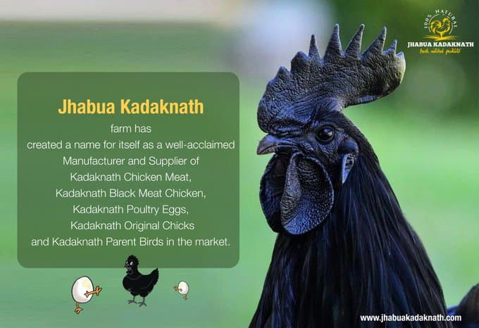 कड़कनाथ मुर्गा करेगा कोरोना से बचाव, ICMR को पत्र लिखकर डाइट प्रोटोकाल में शामिल करने की गुजारिश की गयी