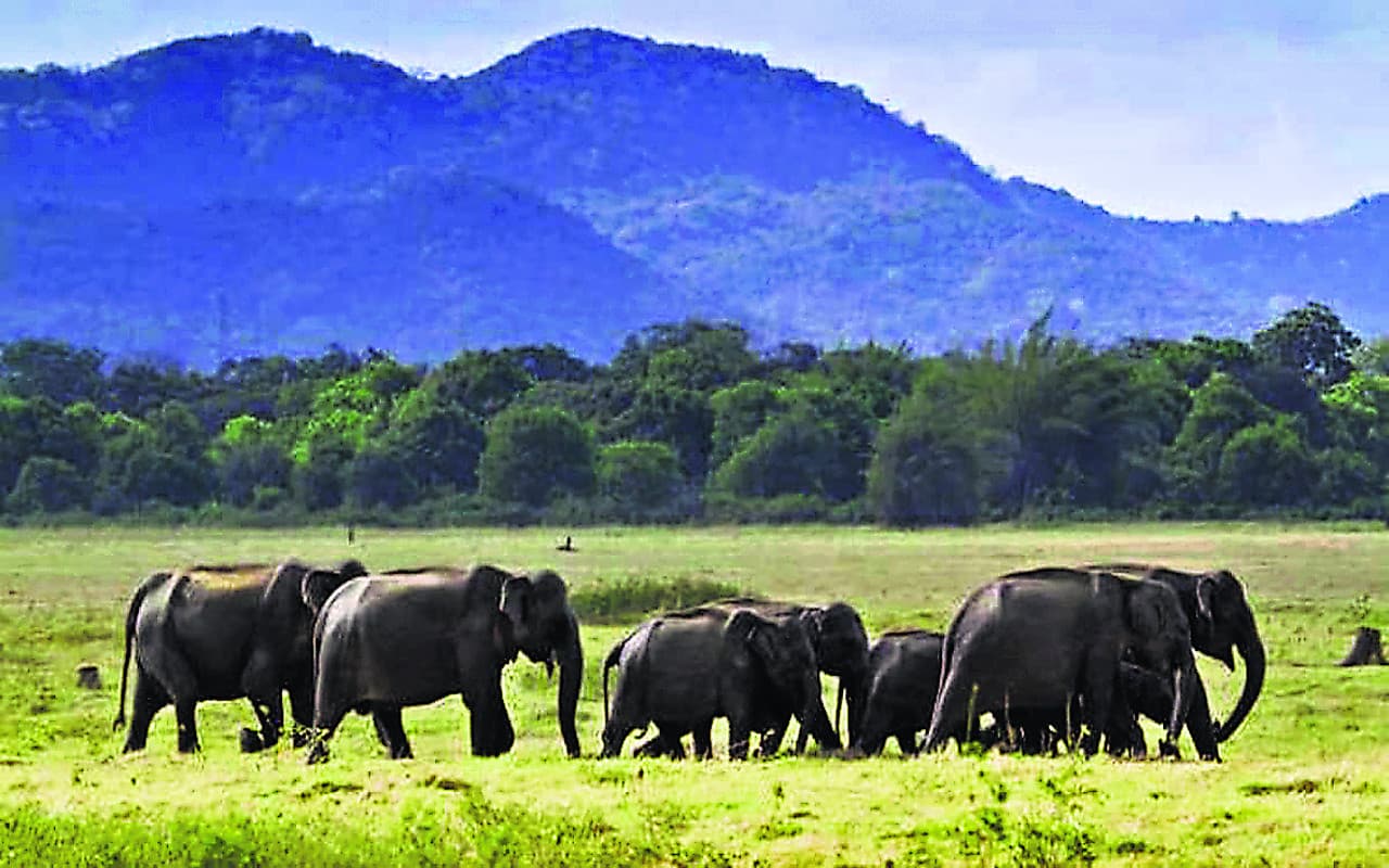 धनबाद : टुंडी पहाड़ के ऋषिभीठा में मादा हाथियों ने 8 माह में तीन बच्चों को दिया जन्म