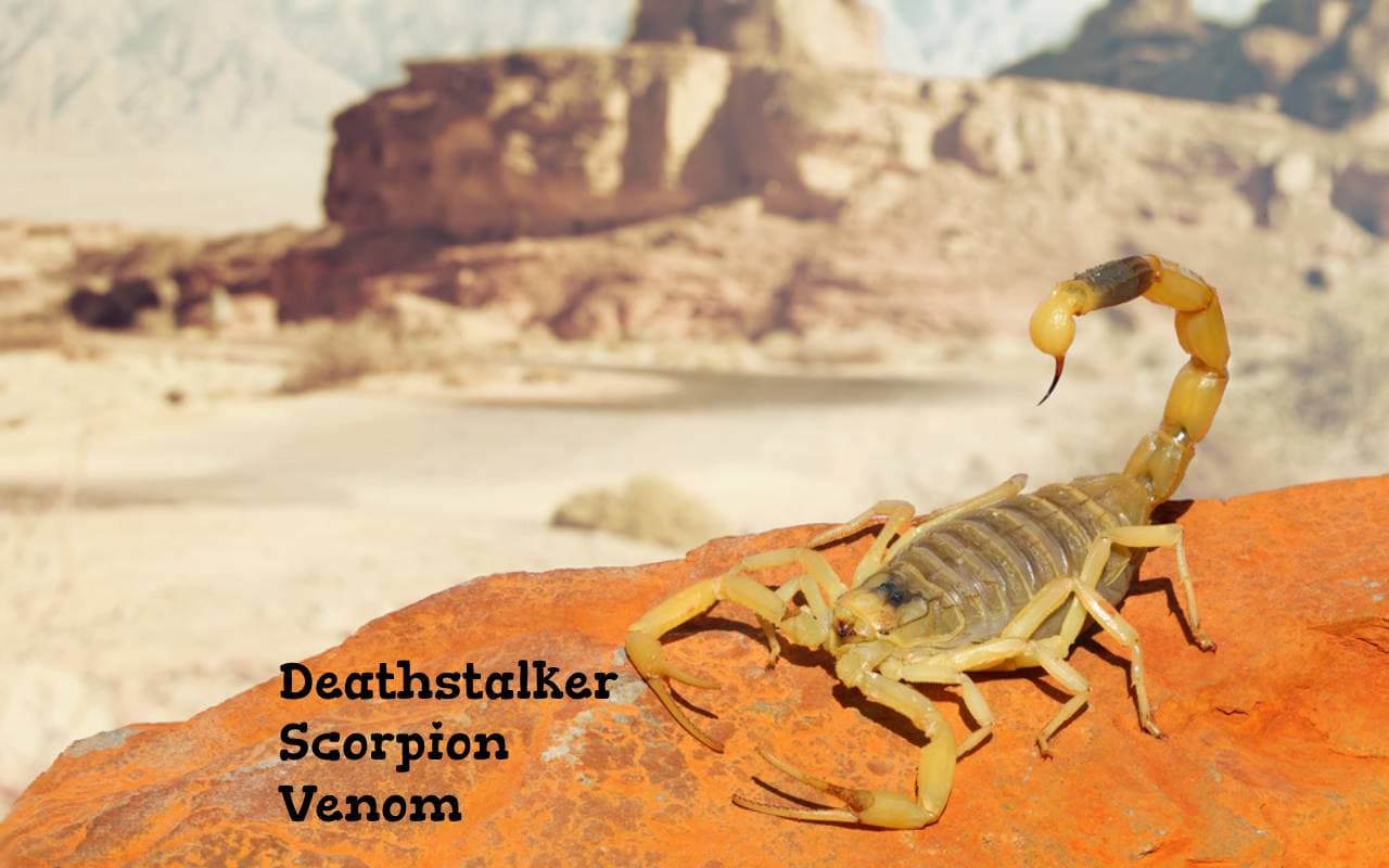 Deathstalker Venom: सबसे महंगा होता है इस जीव का जहर, करोड़ों में है इसकी कीमत, आ जाएंगे इतने हीरे जेवरात